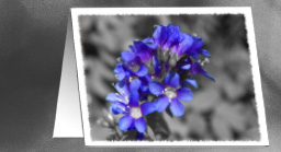 Lobelia