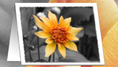 daisies