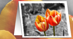tulip