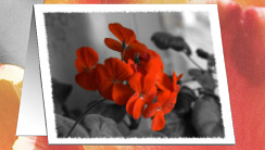 geraniums