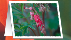 Bleeding Hearts