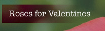 Roses for Valentines Day