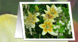 Astilbe Feverfew