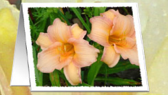 sincere wishes Daylilys