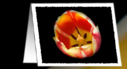 Tulip