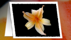 daylily