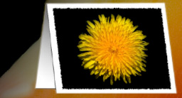 dandelion