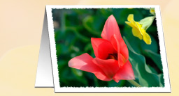 The Flower Collection