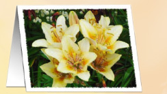 The Lois Bond Gallery