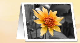 Black and White with color
