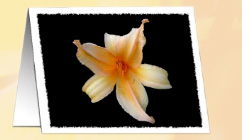Flower on Black
