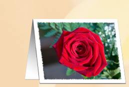 Roses for Valentines