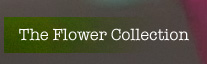 flower colleciton
