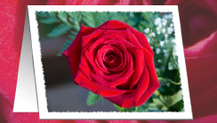 red rose