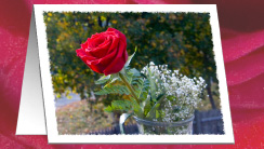 rose vase